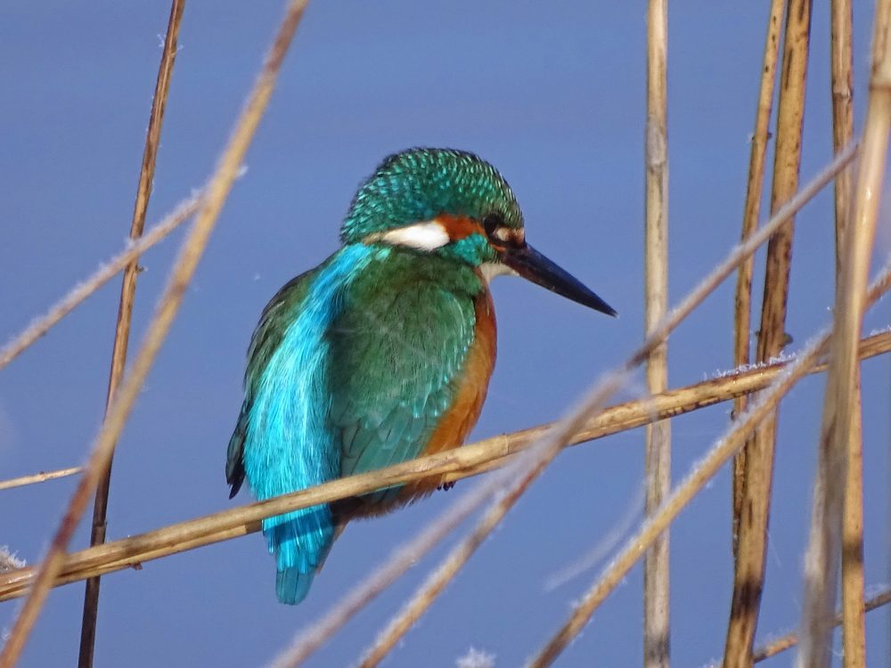 IJsvogel